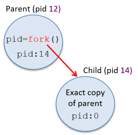 forked child process gets copy of parent state, but fork returns a different value to the child and parent process