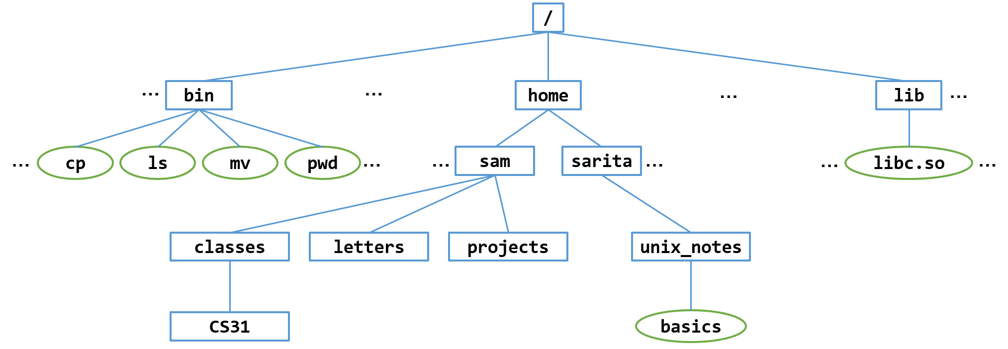 The unix file system after sam creates subdirectories classes, letters, projects, and creates a subdirectory under classes named CS31.