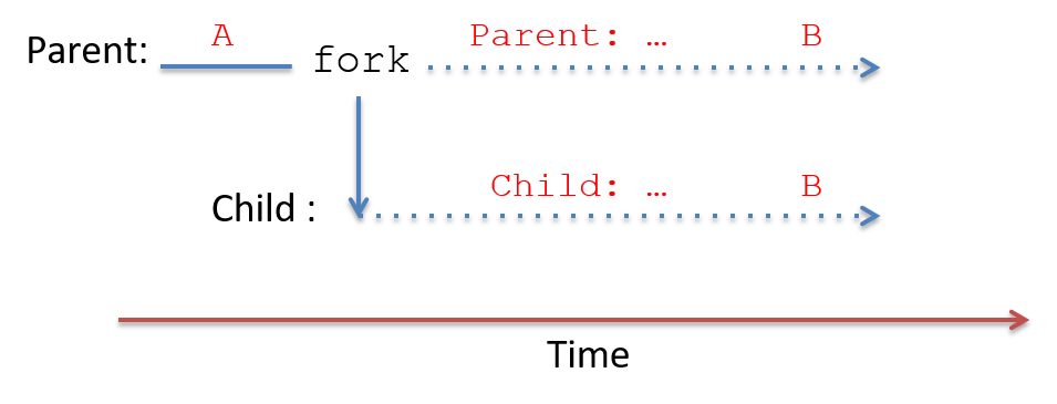 after the parent calls fork, both processes execute concurrently