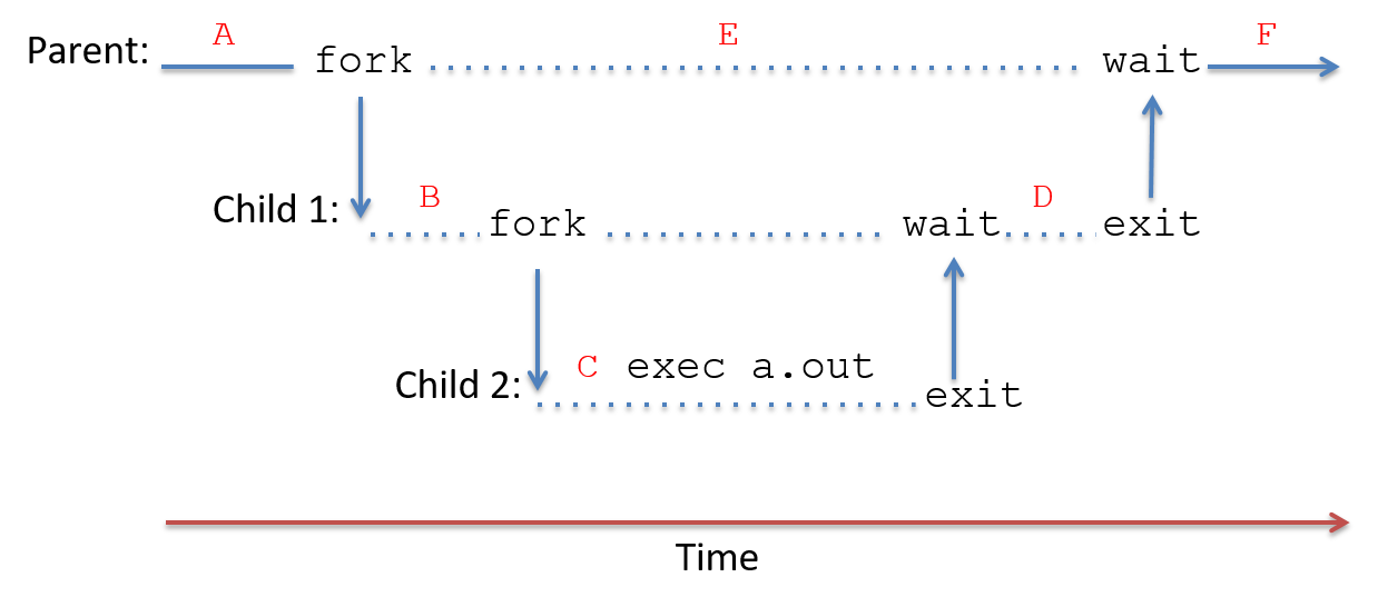 the execution time line for fork-wait example
